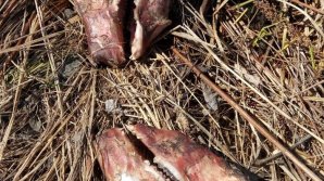 Жуткий пруд с десятками черепов обнаружили в Приморье