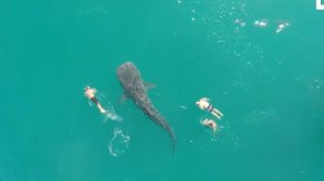 Самая большая акула в мире плавала вместе с людьми