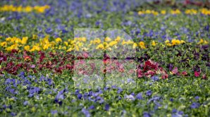 Продажи садовых украшений и цветов заметно выросли