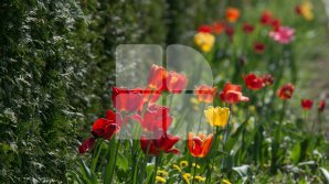 Пенсионерка из Сынжерей вырастила перед домом две тысячи тюльпанов