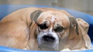 Сотни семей готовы забрать собаку, которая загрызла хозяйку-инвалида и её сына