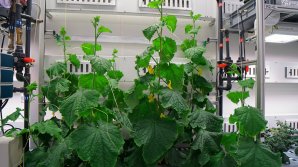 В Антарктиде впервые собрали урожай овощей для космонавтов