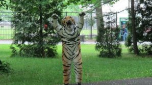 В зоопарке Калининграда сотрудник в плюшевом костюме изображал тигра