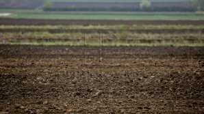 С 1 февраля фермеры получили субсидий на 15 миллионов леев