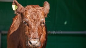 Скандал в Фештелице: мимо сельской школы каждый день гонят коров