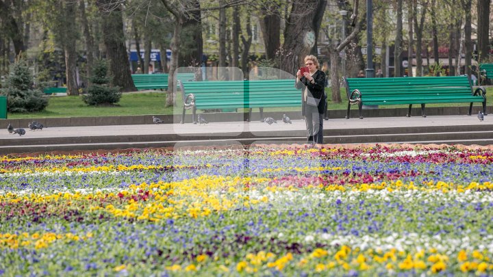 В мэрии рассказали о расходах на цветы за последние несколько лет