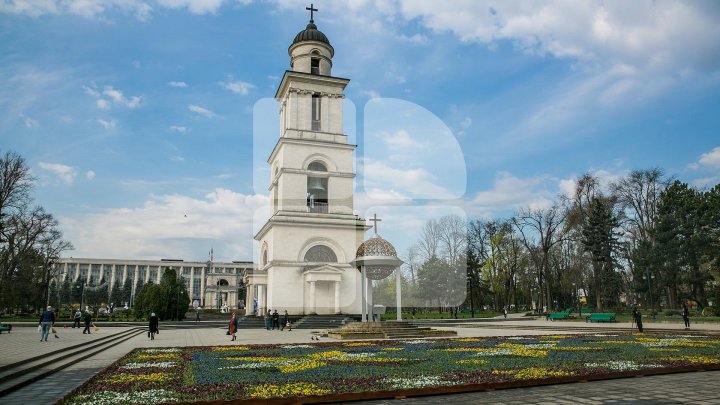 Фиалки из «цветочного ковра» в центре столицы начали пересаживать в другие зоны: фото