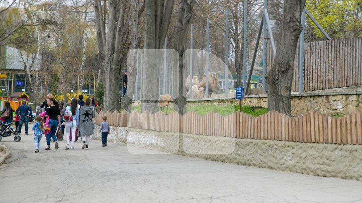 В кишинёвском зоопарке обновят главную лестницу и тротуары