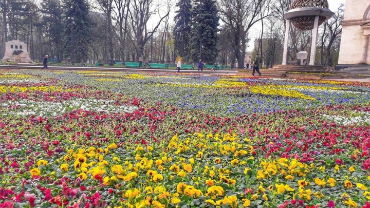 В центре Кишинёва появился ковёр из 200 тысяч фиалок: фото