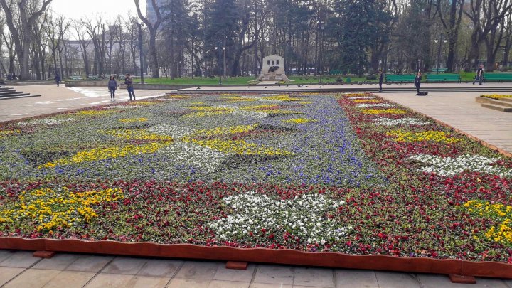 В центре Кишинёва появился ковёр из 200 тысяч фиалок: фото