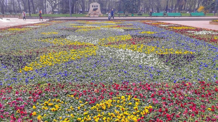 В центре Кишинёва появился ковёр из 200 тысяч фиалок: фото