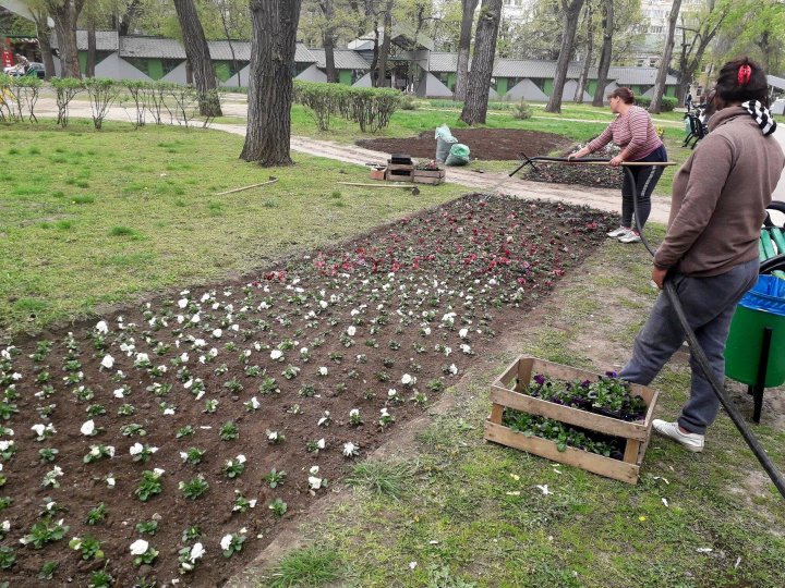 Фиалки из «цветочного ковра» в центре столицы начали пересаживать в другие зоны: фото