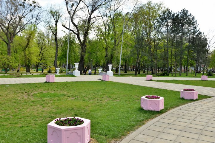 Фиалки из "цветочного ковра" продолжают пересаживать на городские клумбы: фото