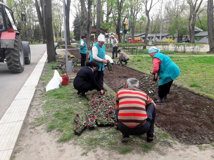 Фиалки из «цветочного ковра» в центре столицы начали пересаживать в другие зоны: фото