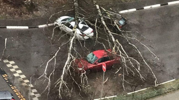 Опубликованы кадры последствий мощного урагана в Москве