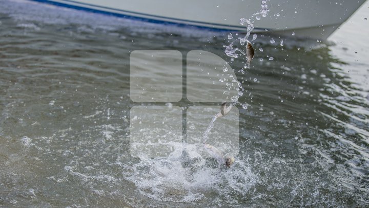 В водохранилище в Голерканах выпустили около четырех тонн мальков