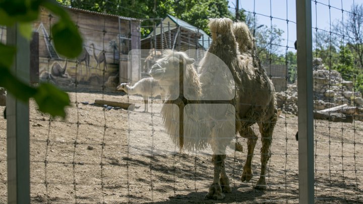 Посетителям столичного зоопарка представили крокодила-долгожителя (фото)