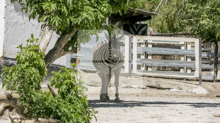 Посетителям столичного зоопарка представили крокодила-долгожителя (фото)