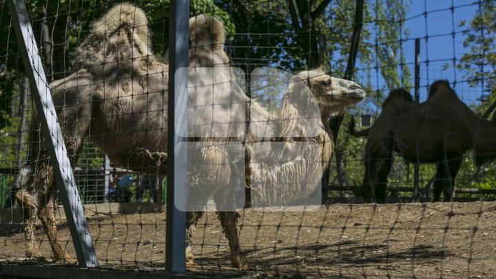 В столичном зоопарке впервые за 15 лет прошел ремонт: фоторепортаж 