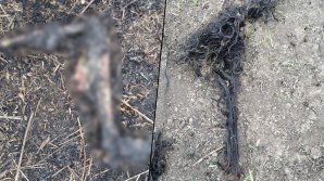 Зверское убийство в Приморье: мужчина из ревности расчленил и перекрутил в фарш свою девушку