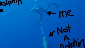 Телеведущий сразился с акулой и снял схватку на фото