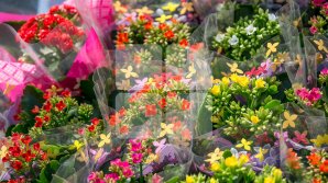 "Продают на соседнем перекрёстке": детей застали за расхищением столичной клумбы (видео)