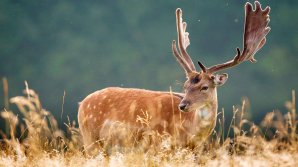 Лесной олень выбежал на трассу в Приморье: видео 