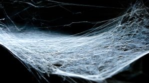 В Британии гусеницы превратили лес в кадры из хоррор-фильма (фото) 