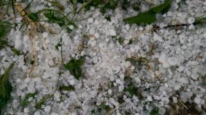 В результате дождя с градом в Киркэештах погибло 500 гектаров подсолнечника