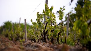 В Молдове внедряют новую технологию восстановления больных саженцев винограда