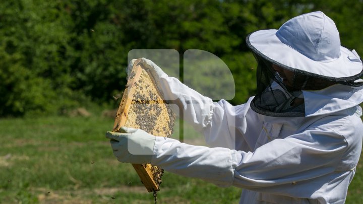 Пчеловод получил грант в 50 тысяч леев от Ассоциации деловых людей Молдовы (фоторепортаж)