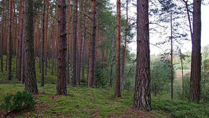 Пропавшая в Красноярском крае студентка колледжа найдена убитой в лесу 