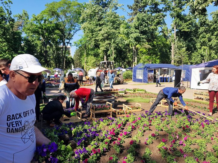 В Кишинёве высадят 12 тысяч цветов, которые купил бизнесмен, откликнувшийся на призыв Сильвии Раду