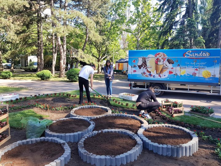 В Кишинёве высадят 12 тысяч цветов, которые купил бизнесмен, откликнувшийся на призыв Сильвии Раду