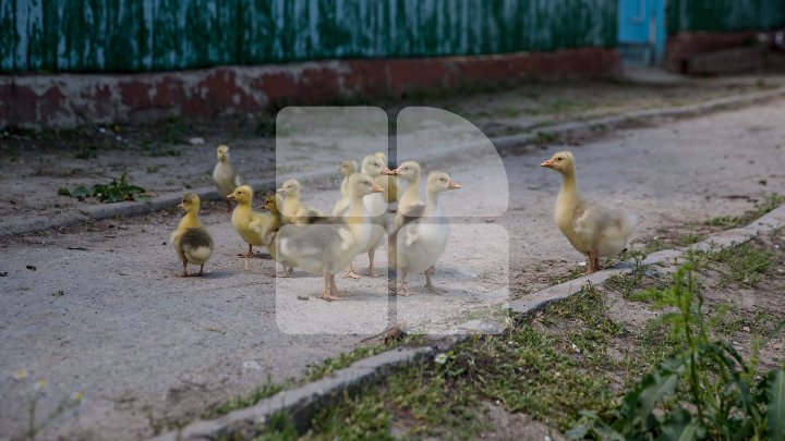 Женщина залезла в канализацию ради спасения утят