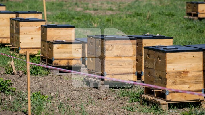 Пчеловод получил грант в 50 тысяч леев от Ассоциации деловых людей Молдовы (фоторепортаж)