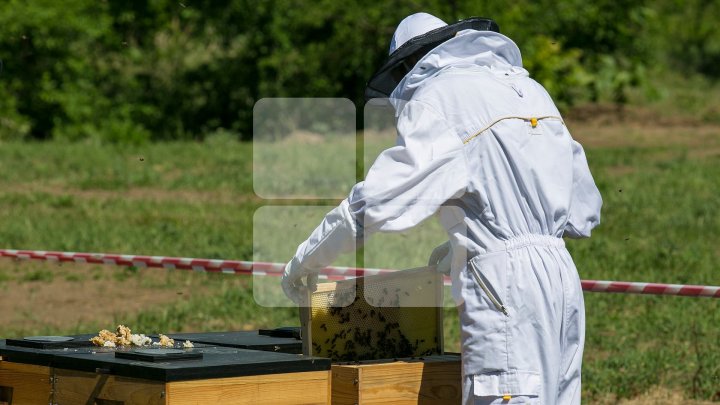 Пчеловод получил грант в 50 тысяч леев от Ассоциации деловых людей Молдовы (фоторепортаж)