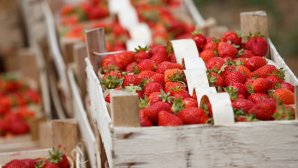 Бывший чиновник на джипе атаковал клубничную ферму и получил уголовное дело: видео