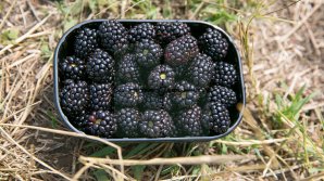 На рынках страны появилась первая ежевика: фоторепортаж     
