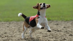 Ученые узнали больше о когнитивных способностях собак