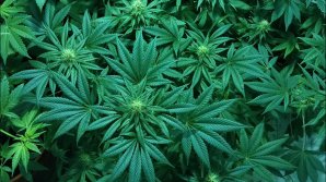 Канада легализовала потребление марихуаны