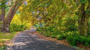 Деревьям в Мельбурне завели электронную почту