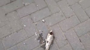 Прохожие обнаружили мёртвую рыбу в парке Валя Морилор: видео