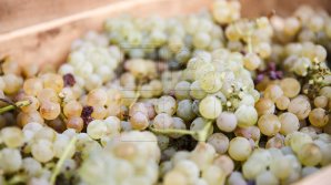 В производство винограда в Молдове намерены инвестировать 400 тысяч долларов