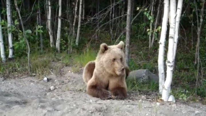 Рядом с аэропортом Мурманска встретили медведя (фото) 