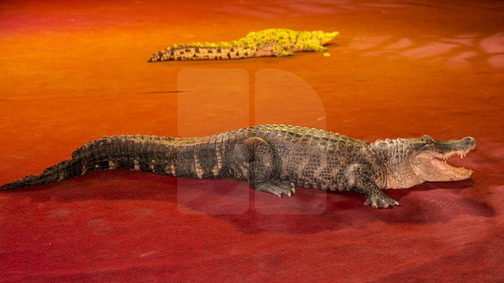 Грандиозное цирковое шоу устроили для 1300 детей из социально-уязвимых семей: фоторепортаж