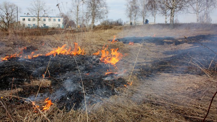 В Чернобыльской зоне горит 10 га травы