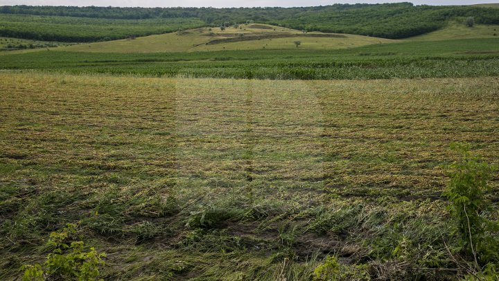 В Каушанского районе мощный ливень уничтожил урожай на сотни тысяч леев: фоторепортаж