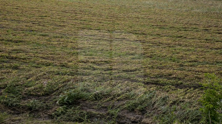 В Каушанского районе мощный ливень уничтожил урожай на сотни тысяч леев: фоторепортаж