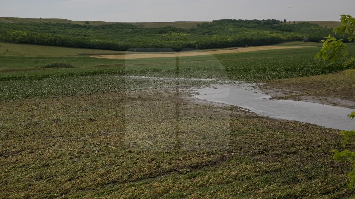 В Каушанского районе мощный ливень уничтожил урожай на сотни тысяч леев: фоторепортаж